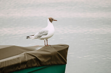 seagull on a boat
