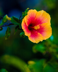 Orange and red hibiscus flower