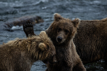 Obraz premium Cubs playing in water