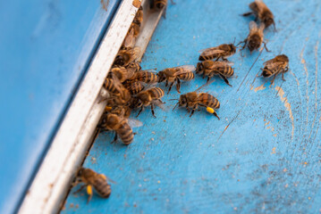 Bees near the hive in spring.