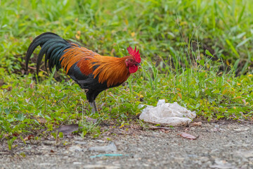 close up rooster stand in garden looking for food
