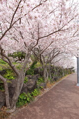 1년중 봄이올때 가장 바쁜 꽃. 벚꽃.