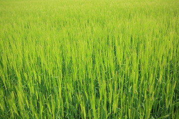 청보리의 싱그러움