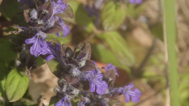 Flor de Borraja en primavera.
