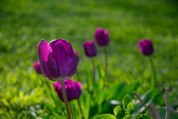 Fields on which bloom purple tulips. Tulip field. Field with purple tulips.