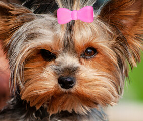 Portrait of Cute Yorkshire Terrier Dog