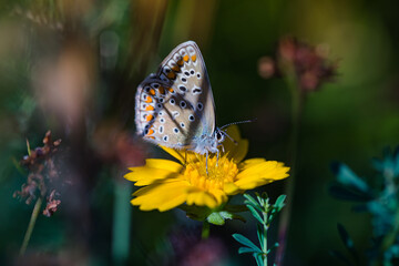 Hauhechel-Bläuling auf gelber Blume