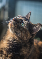 Schildpattkatze schaut nach oben 