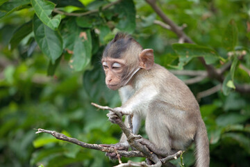 Fototapeta premium 可愛いサル