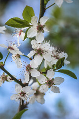 Weiße Blüten auf Zweigen