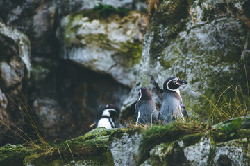 Humboldtpinguine in einer Reihe