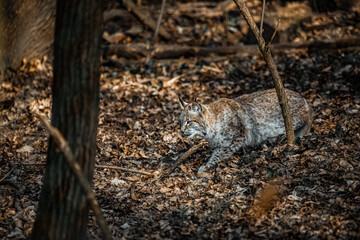 Eurasischer Luchs schleicht durch Wald