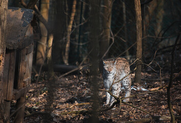 Eurasischer Luchs im Wald