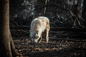 Arktischer Wolf schnuppert durch das Herbstlaub