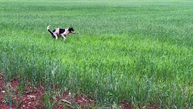 Poor homeless dog pooping in a green field