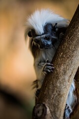 Lisztaffe beim Klettern