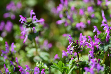 春の草花　ホトケノザの紫色の花（埼玉県/3月）