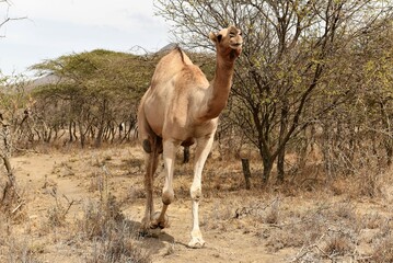 Camel 6