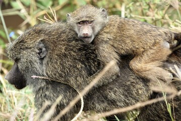 Baboon 8