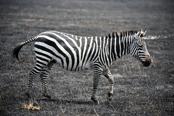 Zebra 42