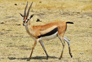 Springbok 13