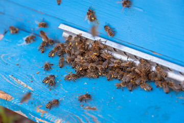 The bees are clustered around the hive.