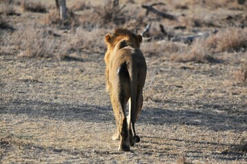 Lion 16