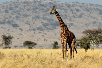 Giraffe 61