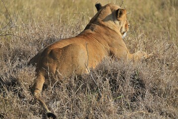 Lion 9