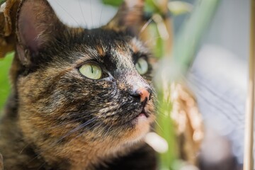 Schildpattkatze zwischen Pflanzen