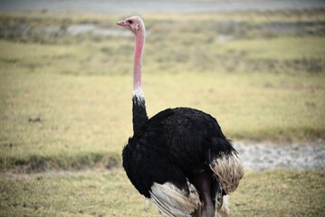 Ostritch 5