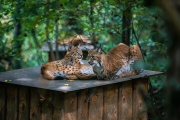 Luchsfamilie auf Holzstand