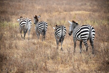 Fototapeta na wymiar Zebra 40