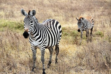 Fototapeta na wymiar Zebra 39