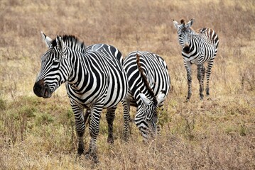 Fototapeta na wymiar Zebra 38