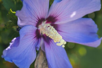 Lila Hibiskus © Vanell