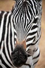 Zebra 34