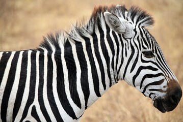 Obraz na płótnie Canvas Zebra 32