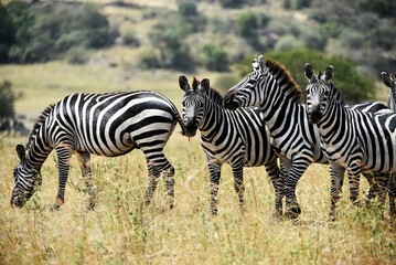 Fototapeta na wymiar Zebra 26