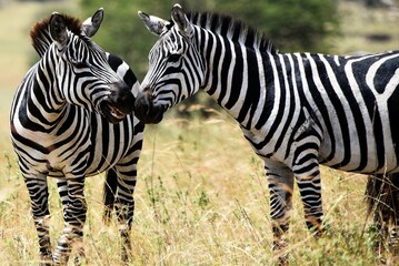 Fototapeta na wymiar Zebra 25