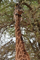 Giraffe 11