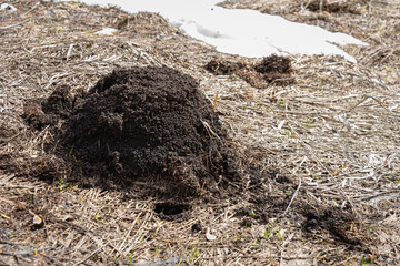 Wormhole in the ground sprinkled with old grass.