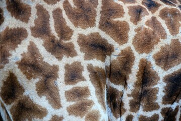 Giraffe 8
