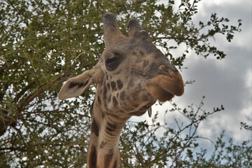 Giraffe 7
