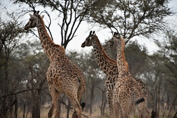 Giraffe 4