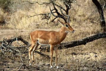 Impala 7