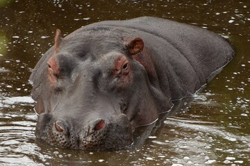 Hippo 18