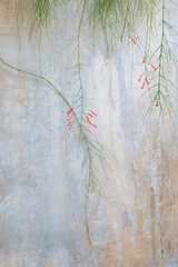 Cement wall with delicate flowers hanging background texture