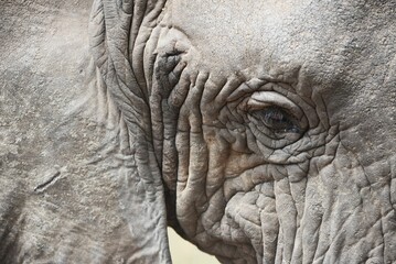 Fototapeta premium Upclose Elephant 3