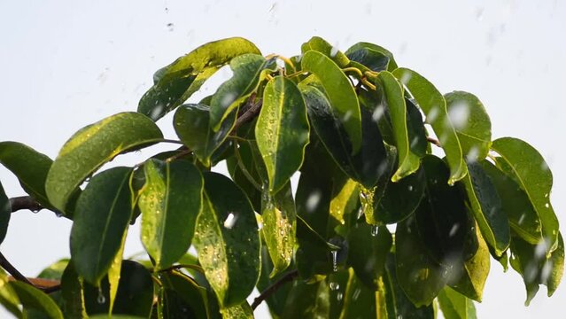 clear water splashing over the jamblang tree (Syzygium cumini) with lush leaves on a bluish-white background on a sunny morning.